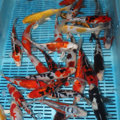 High Quality Ranchu 14-16cm (RR83)