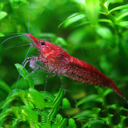 Cherry Fire Shrimp