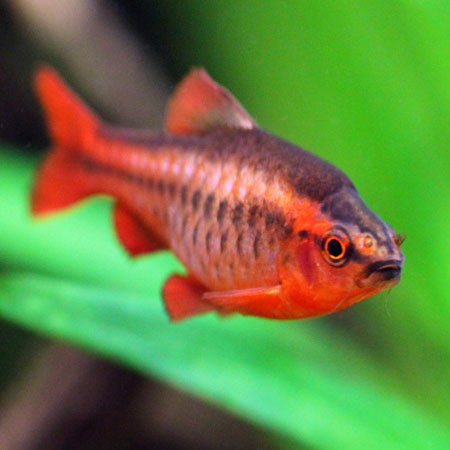 Cherry Barb 2cm