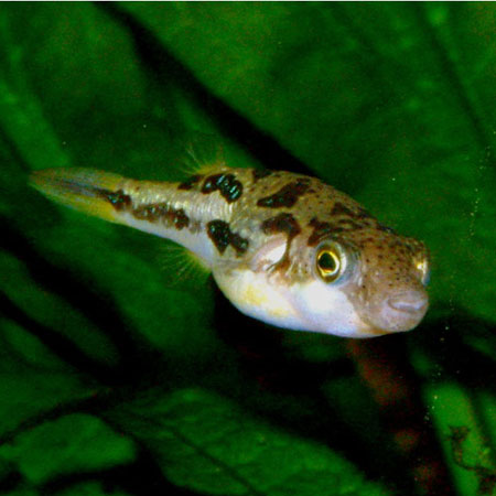 Dwarf Yellow Puffer 2cm