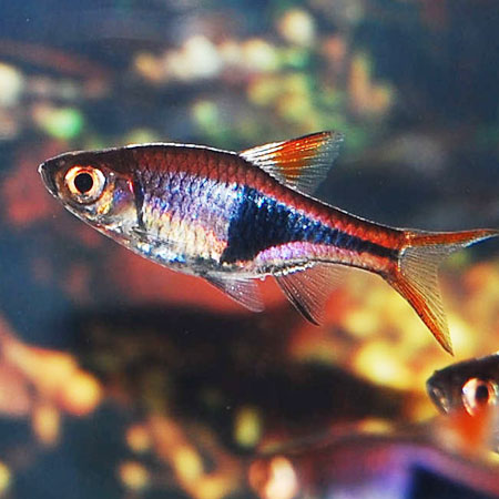 Harlequin Rasbora