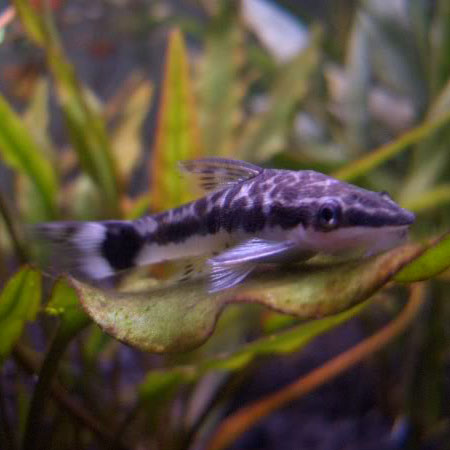 Otocinclus