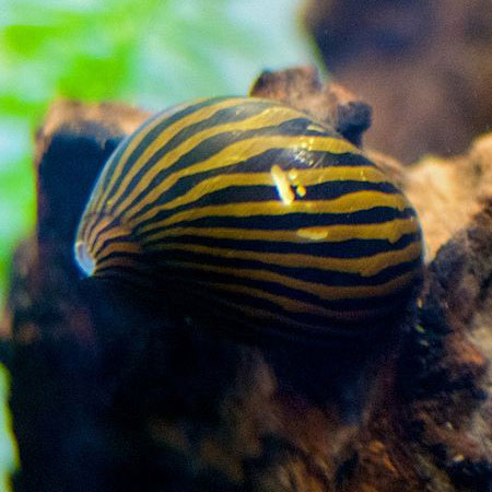 Zebra Snail