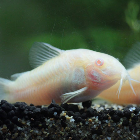 Albino Cory 3cm