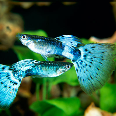 Blue Glass Male Guppy