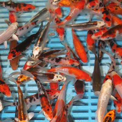 High Quality Oranda 15-18cm (RR84)