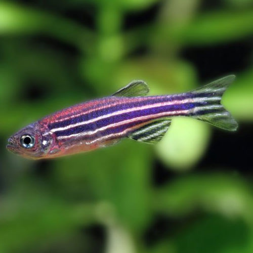 Zebra Danio 3/3.5cm
