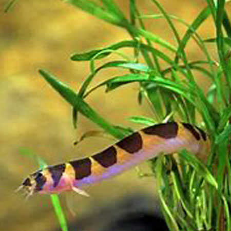 Kuhli Loach